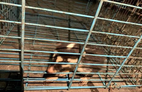 威遠縣森林公安局林區派出所及時救助國家保護野生動物.jpg