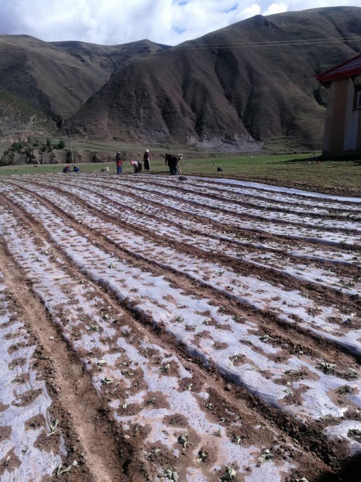 秦艽種植示范基地.jpg