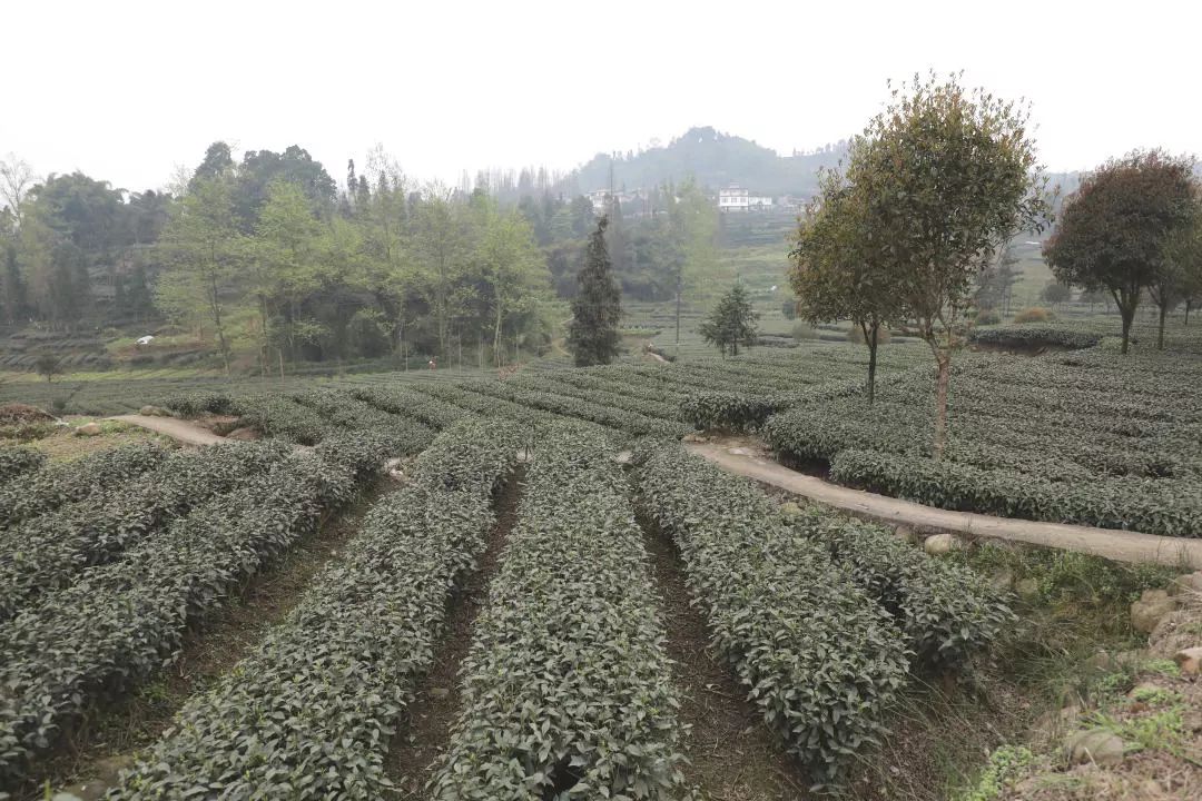 微信圖片_20200319091151.jpg