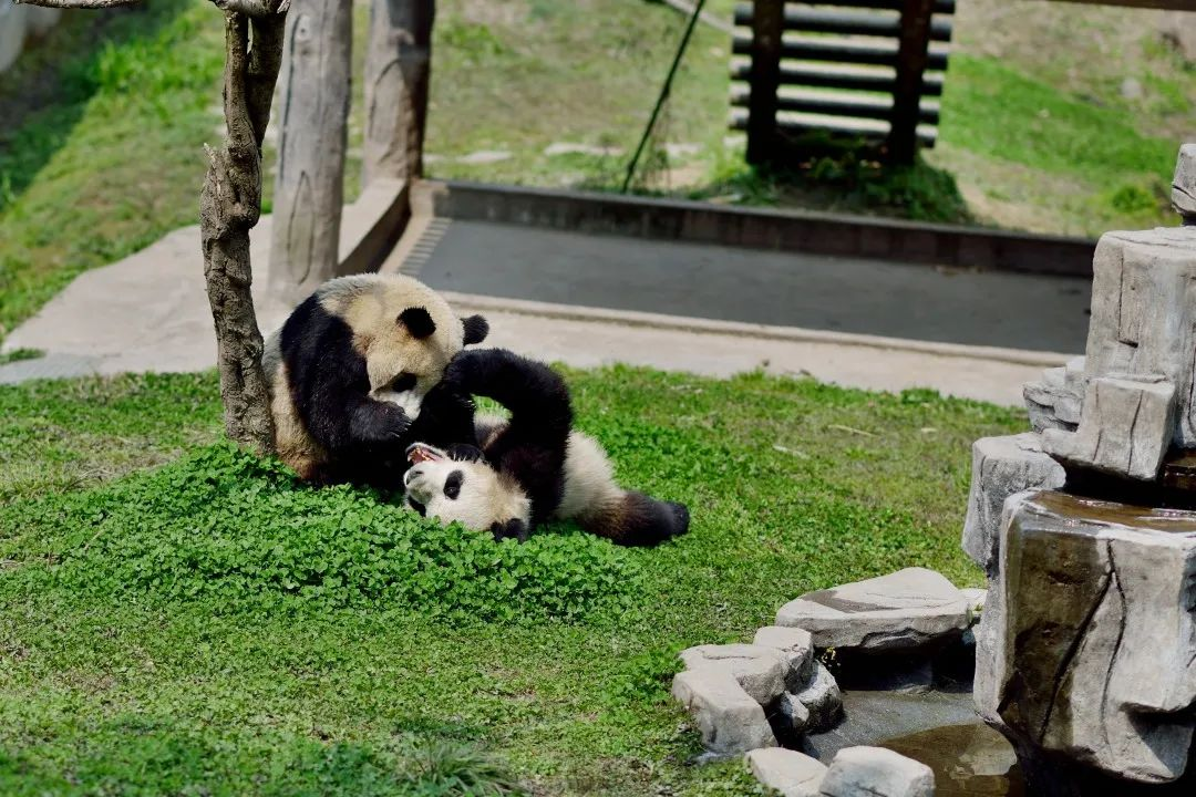 碧峰峽的大熊貓.png