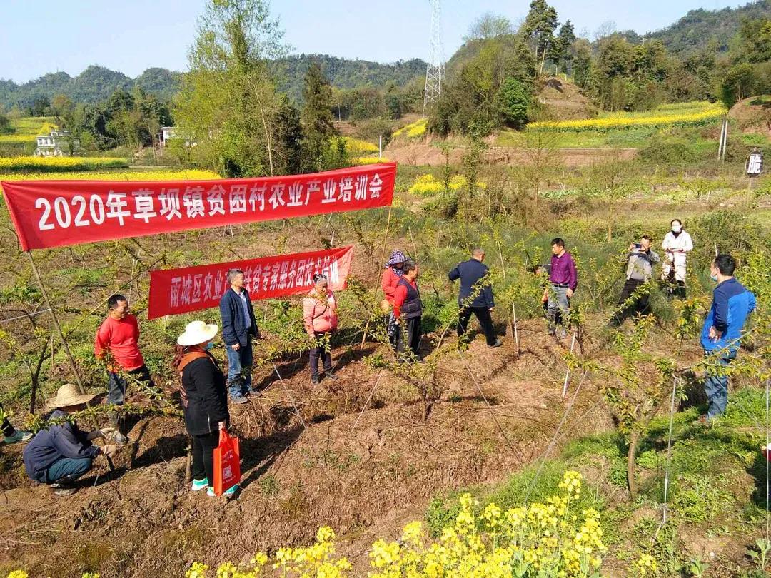 雨城區農業農村局指導草壩鎮九龍村產業技術培訓.jpg