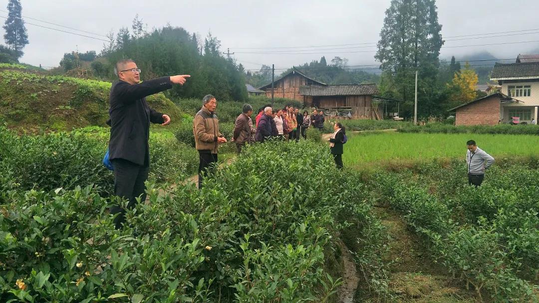 雨城區農業農村局指導晏場鎮三江村農戶茶葉管培.jpg