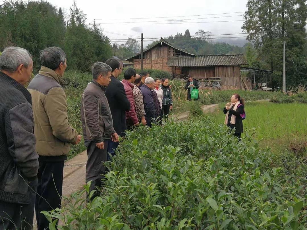 駐村農技員開展茶葉管護培訓.jpg