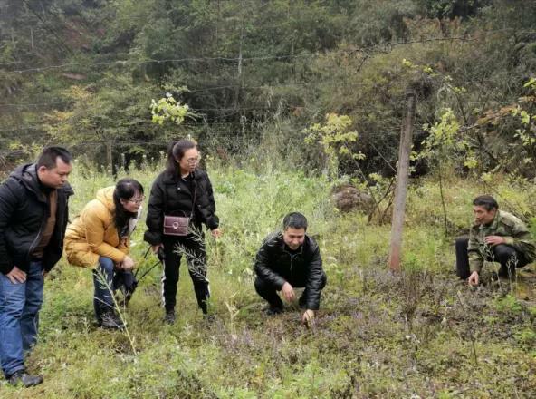 雨城區經科局工作人員會同四川農業大學黃琳凱教授到多營鎮龍池村指導貧困戶中藥材種植.jpg