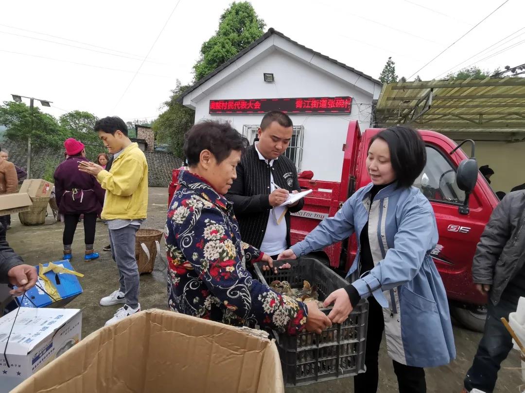 發(fā)放小雞仔1.jpg
