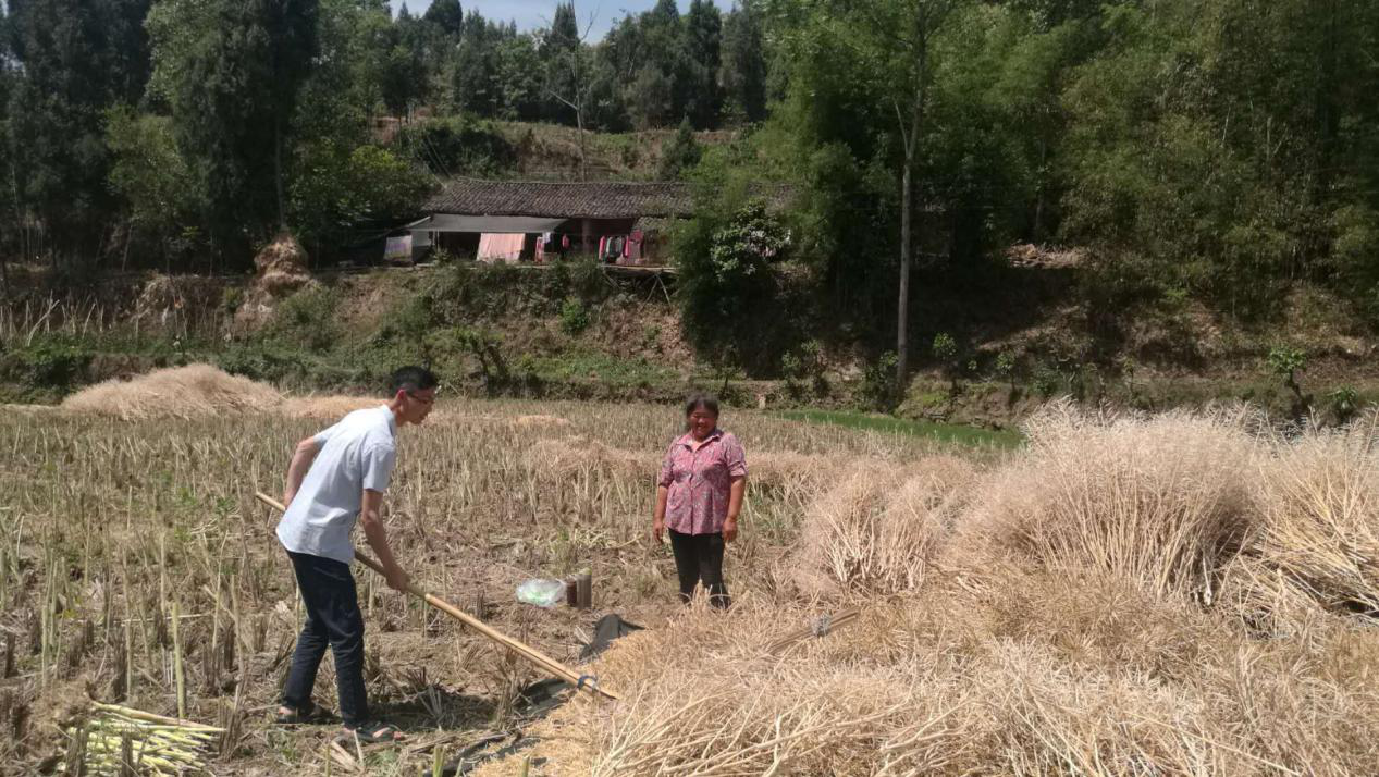幫助貧困戶收油菜.png