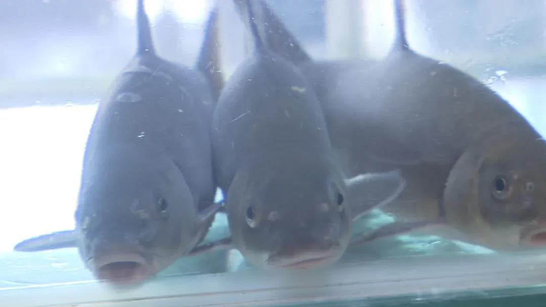 雅魚(yú).jpg