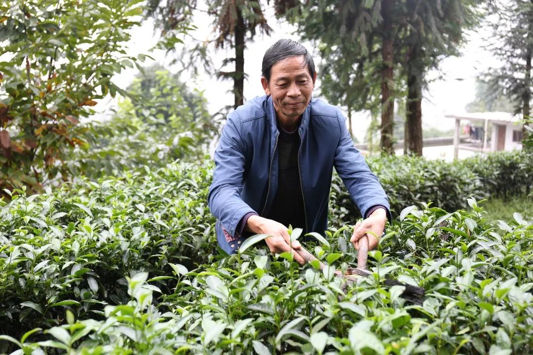 徐炳林在修剪茶樹.jpg