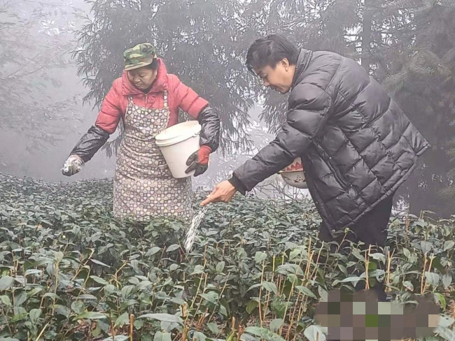 古銀海夫婦在霧蒙蒙的茶園里施肥.jpg