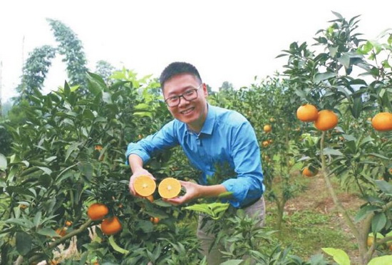 劉明坤在果園剖開一個云橘，個大飽滿，汁水甜蜜.jpg