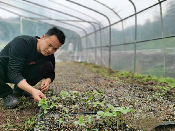 王才斌在大棚里檢查蔬菜苗長(zhǎng)勢(shì).jpg