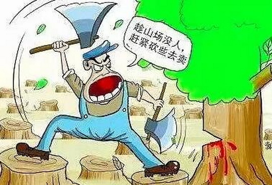 盜伐林木.jpg