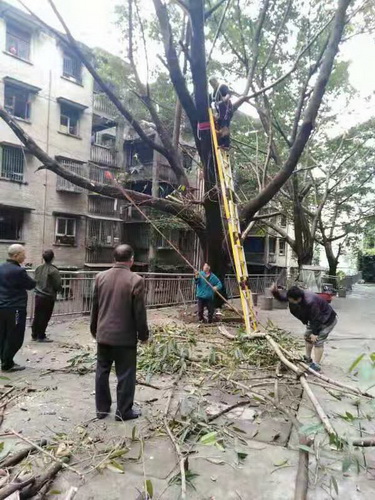 清理樹枝.jpg