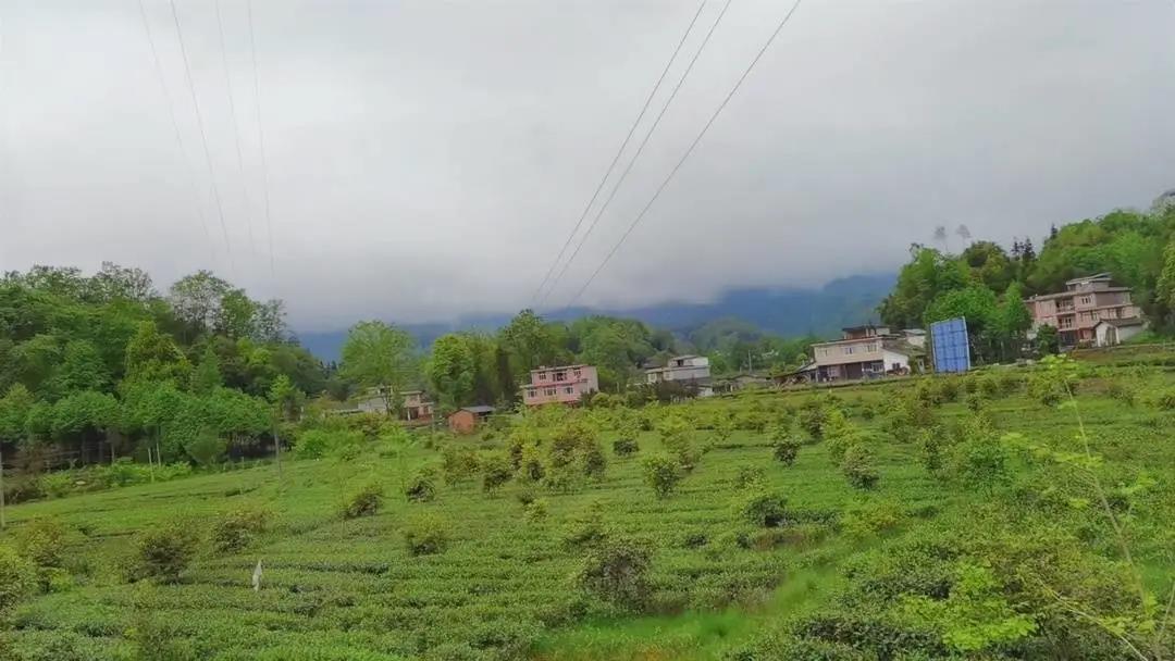 碧峰峽鎮的茶產業.jpg