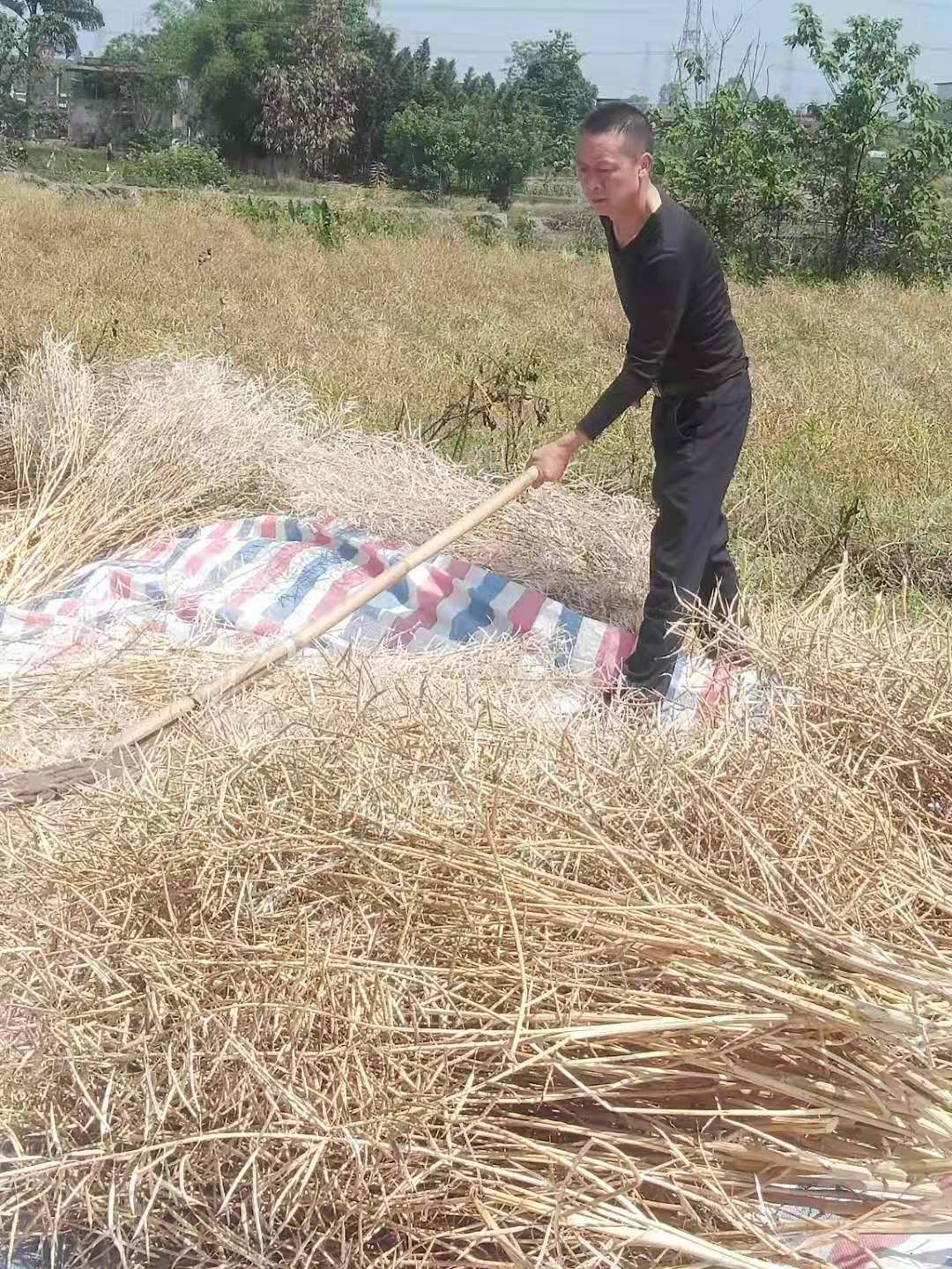 幫群眾收菜籽.jpg