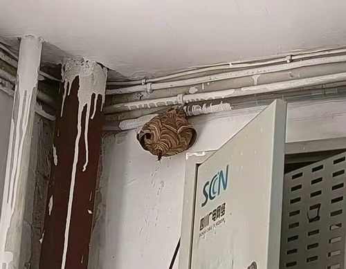 馬蜂窩.jpg