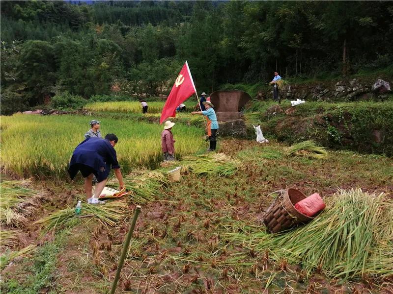 八步鎮八步村黨總支委員宦昌海幫助村民收稻谷.jpg