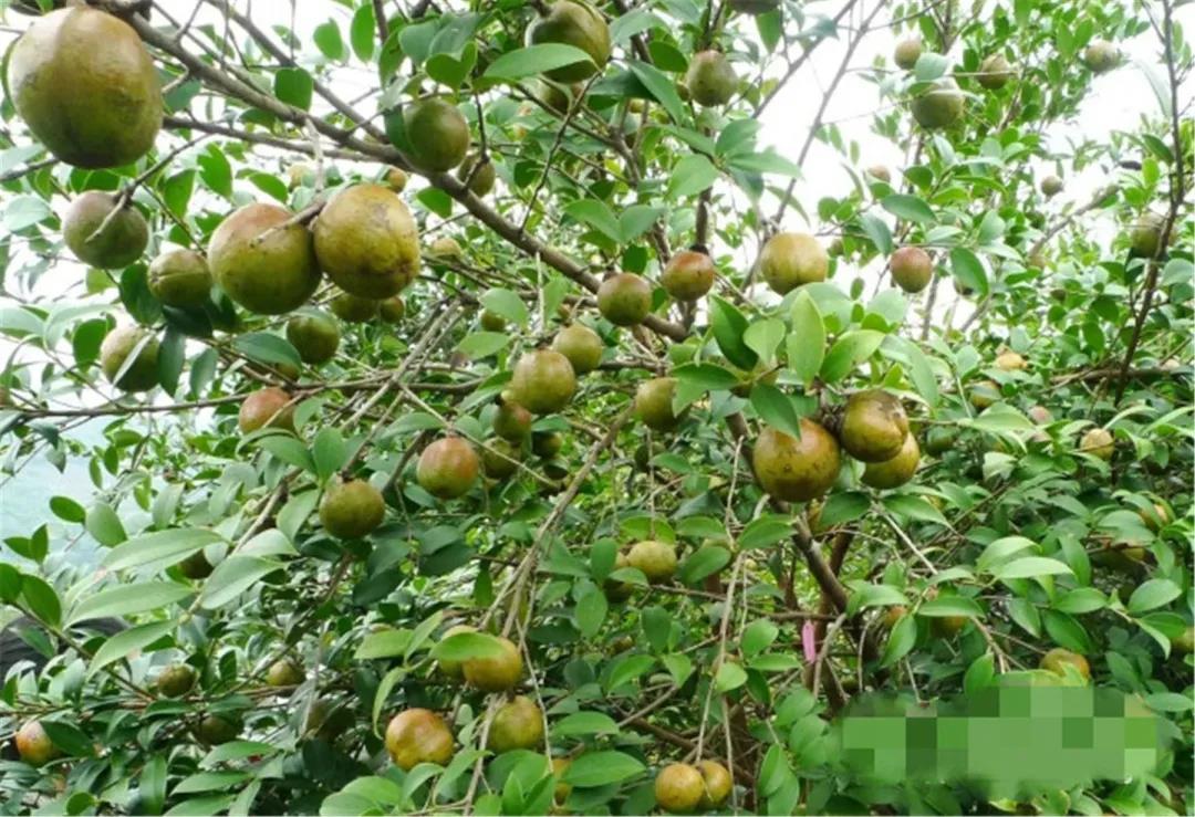 油茶果掛滿枝頭.jpg