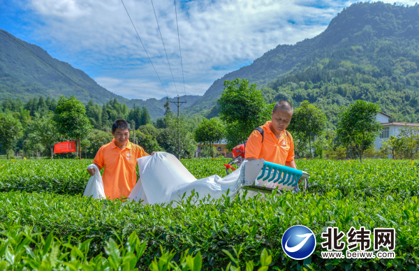 工人用采茶機采收茶葉.jpg