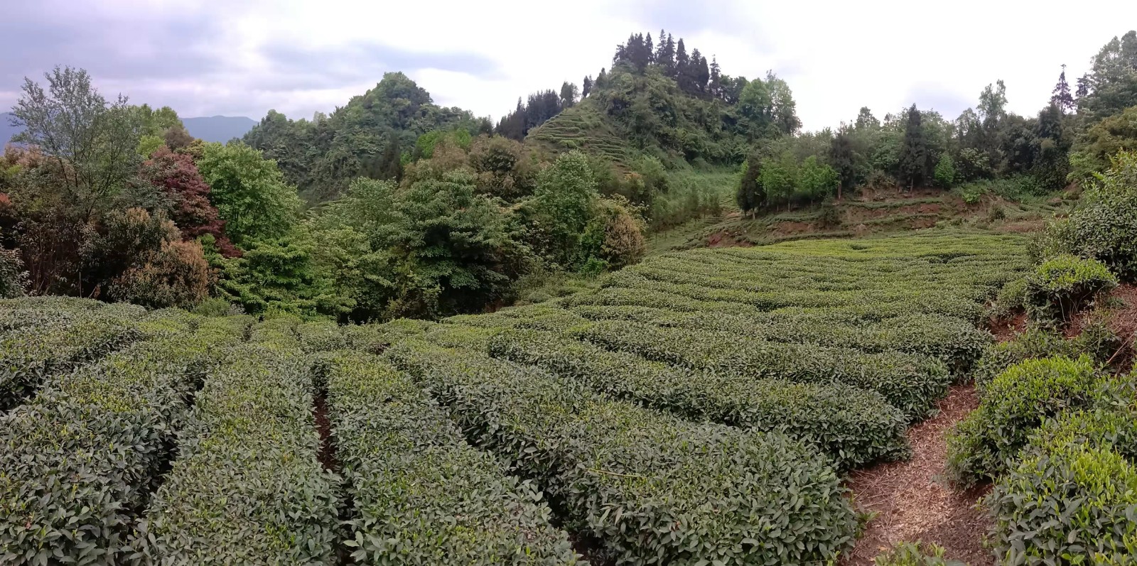后鹽村千畝綠色有機(jī)茶葉生產(chǎn)基地一隅.jpg