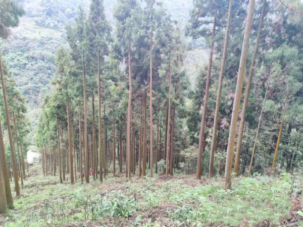 上里鎮白馬村石蝦子作業區世行貸款項目實施后景觀.jpg