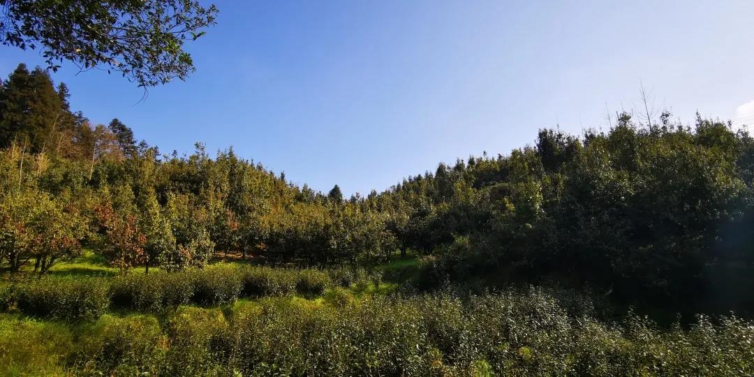 中里村茶園.jpg