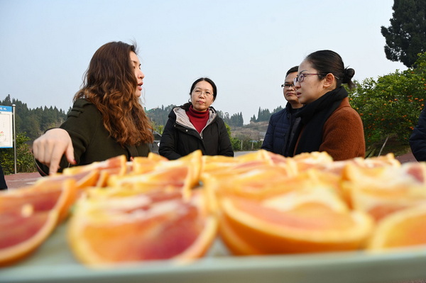 平坦鎮的黨員干部正在了解清流鎮柑橘出口示范基地的產業規劃，并共商產業合作及一體化融合發展路徑3.jpg