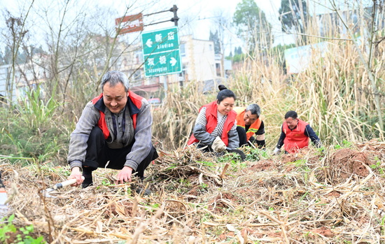 愿者正在清理雙橋鎮(zhèn)東山村鄉(xiāng)村公路沿線的雜草雜物1.jpg
