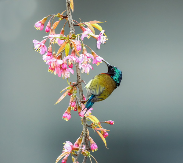 叉尾太陽鳥 湯開成攝.JPG