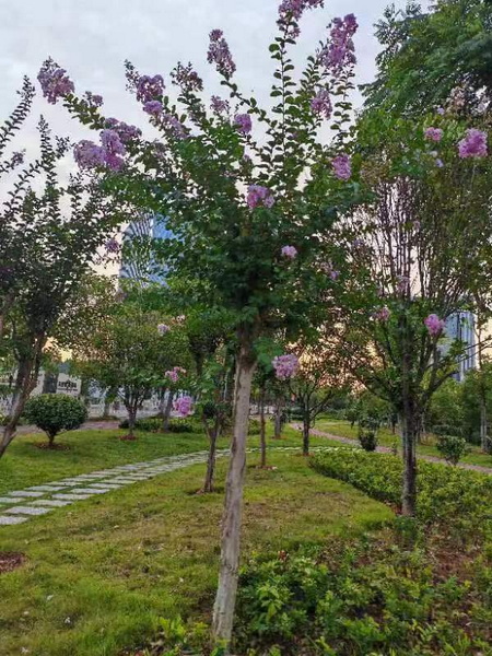 花艷.jpg