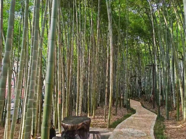 竹林休閑.jpg